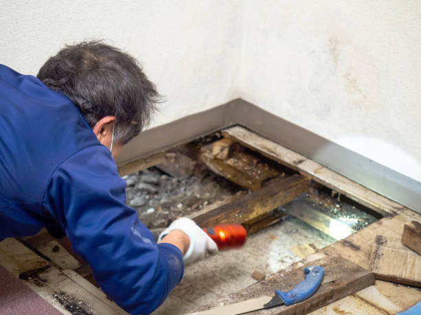 Best Attic Mold Removal  in Glendale, AZ