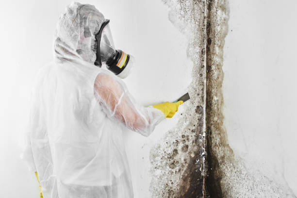 Best Black Mold Removal  in Glendale, AZ