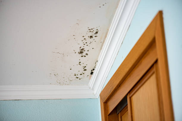 Best Black Mold Removal  in Glendale, AZ