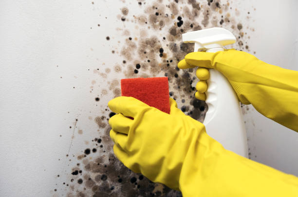 Trusted Glendale, AZ Mold Removal Experts