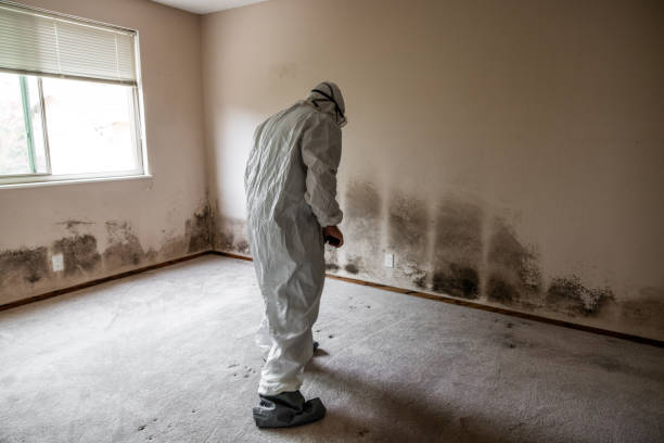 Best Toxic Mold Removal  in Glendale, AZ