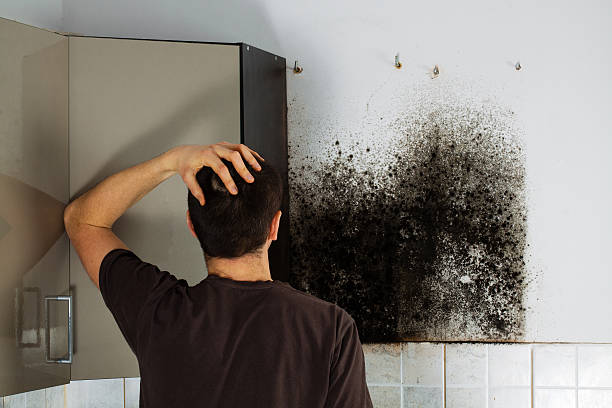 Best Commercial Mold Removal  in Glendale, AZ